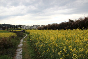 金黄油菜田中的蜿蜒小路