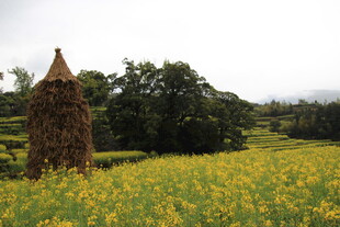 田野中的草垛与烂漫花海