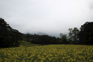 金黄花田与葱郁树林景观
