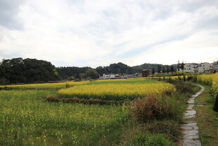 乡间田野小径 田园风光