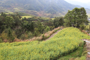 山间翠绿田野风光