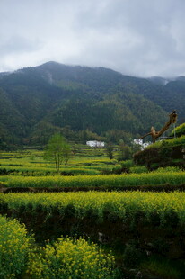 山间油菜田美景