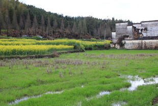 乡村田野风光美景