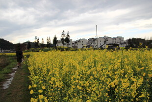 金黄油菜田中的漫步身影