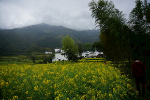 山间油菜田中的村落美景