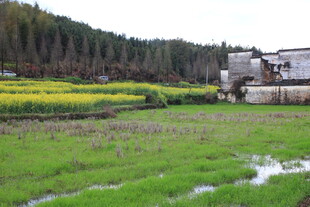 田园风光中的农田与建筑