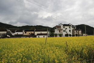 田园油菜美景 村庄隐现