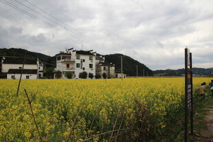 金黄油菜花田旁的村落