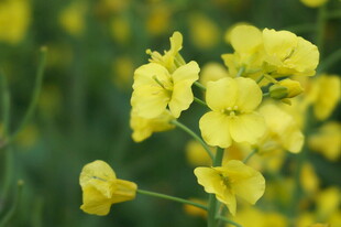 绽放的黄色油菜花