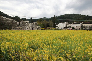 金黄油菜花田旁的村落
