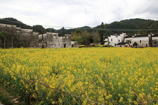 金黄油菜田旁的古朴村落