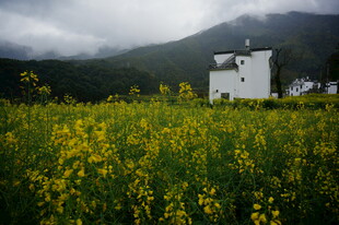花海中的白色小屋
