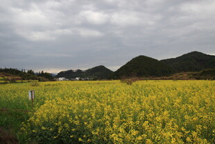金黄油菜田与远山云雾