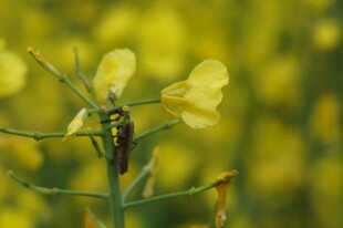油菜花上的昆虫