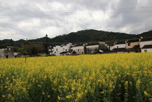 金黄油菜花田与村落风光