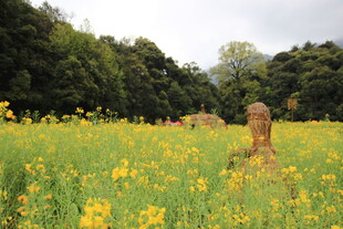 花海中嬉戏的可爱小狗