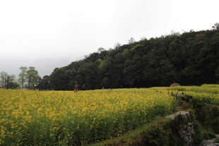 金黄油菜花田与葱郁山林