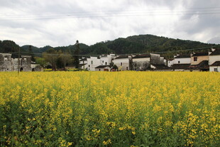 金黄油菜花田与远处村落