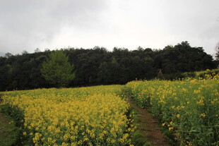 金黄油菜花田中的小径