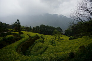 山间梯田油菜美景