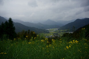 山间草地黄花与朦胧远山