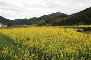 金黄油菜田 山间田园美景