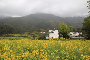 雨中金黄田野与山间小屋