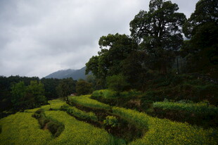 山间梯田绿意浓