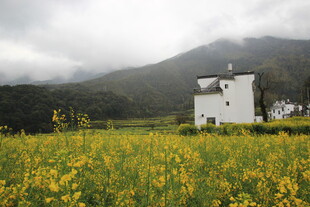 田野中的白房与灿烂黄花