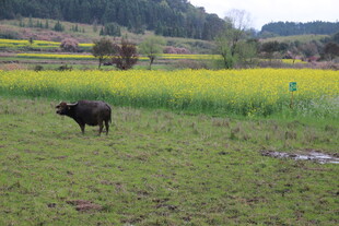 田野中悠然的水牛