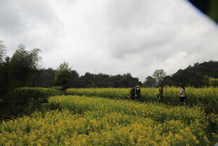 金黄油菜田中的漫步身影