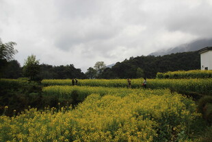 金黄油菜田中的田园风光