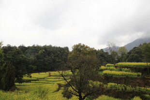 田园风光中的油菜花与树林