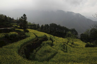 山间梯田绿意盎然景色美