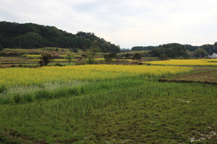 田园风光中的黄绿田野