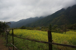 山间田野黄 围栏伴云雾
