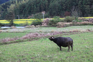 田野中的黑色耕牛