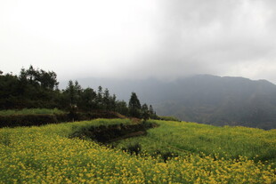 山间油菜花海云雾缭绕