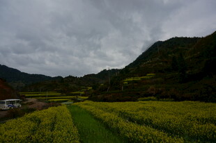 山间油菜田 云雾绕绿野