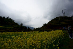 山间油菜花田景色