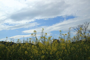 蓝天之下的繁茂植物