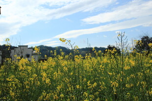 金黄花海与远处城镇风光