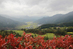 山间红植 云雾缭绕美景