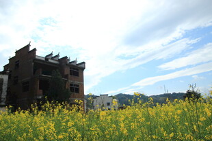 古宅旁的金黄油菜花田