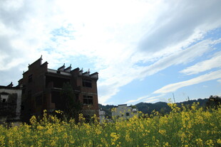 黄花簇拥下的古老建筑