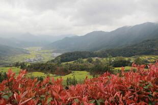 山间红植与绿野美景