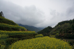 山间梯田油菜花美景