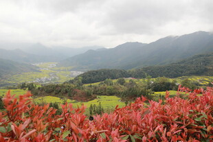 山间红植物与朦胧远山