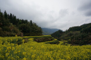 山间油菜花海田园美景