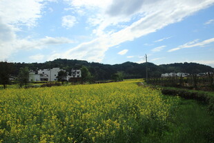 春日油菜田乡村美景